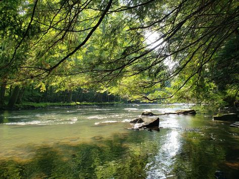 Mohican State Park Ohio, Amish Country Ohio, Home Cooked Food, Secluded Cabin, Cooked Food, Relax And Unwind, Amish Country, Beautiful Forest, Saltwater Pool