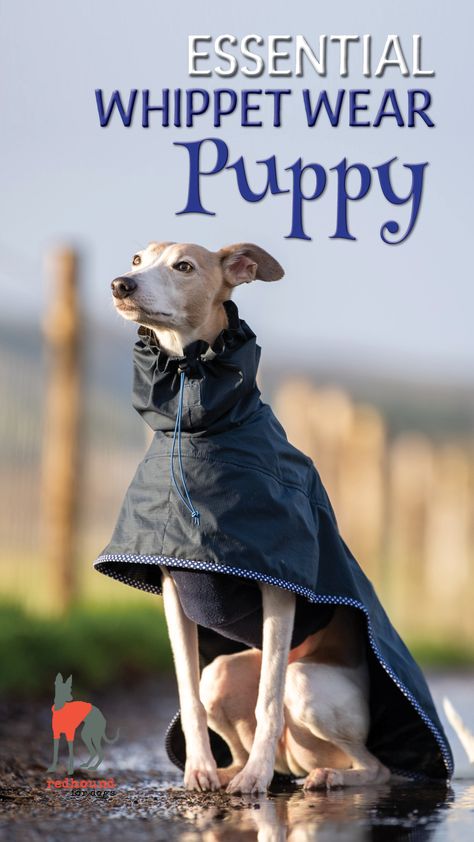 Whippet Clothes, Whippet Puppy, Clothing Needs, Whippet Puppies, Dog Raincoat, Dog Clothes Patterns, Getting A Puppy, Dog Coat, Dog Blog