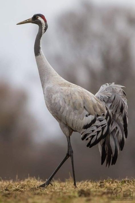 Sandhill Cranes, Deer Illustration, Bird Carving, Crane Bird, Bird Drawings, Watercolor Inspiration, Bird Photo, Birds Flying, Beauty Art