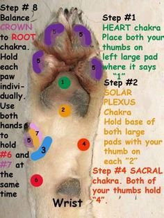 Untitled Animal Reiki, Dog Remedies, Dog Health Tips, Dog Info, Dog Care Tips, Pet Hacks, Homemade Dog, Reflexology, Basset Hound