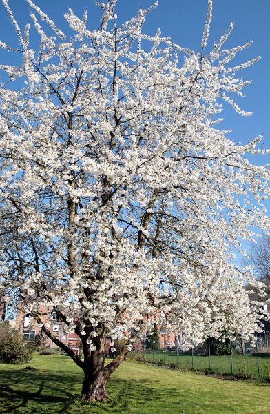 Prunus avium - native cherry tree Iowa Garden, Bee Plants, Blooming Shrubs, Diy Wood Wall Decor, Prunus Avium, Cercis Canadensis, Orem Utah, Urban Tree, Redbud Tree