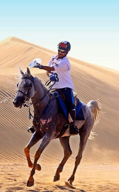 Horse racing in the desert  http://sportsbettingarbitrage.in Endurance Horse, Endurance Riding, Horse Adventure, Beautiful Arabian Horses, Most Beautiful Animals, Horse Health, Cute Horses, Horse Life, Trail Riding