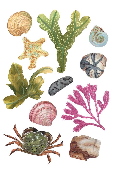 Beach Comber art print - Features seaweed, shells, pebbles, starfish and card all hand painted in watercolour and turned into a lovely A4 art print. Watercolour Rocks, Rock Pool Drawing, Rock Pools Beach, Rock Pool Illustration, Penguin Collage, Watercolour Pebbles, Pool Artwork, Sea Shells Drawing Watercolor Print, Sea Shell Illustration Vintage