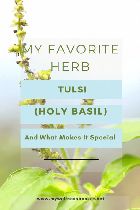 Tulsi(Ocimum tenuiflorum or Ocimum sanctum), is a herb that has traditionally been used in Ayurvedic medicine and a large number of herbalists world wide. It is fast-growing in popularity with it’s amazing health benefits. Read more about tulsi and how I add it to my herbal teas nearly every day! Tulsi Herb Benefits, Holy Basil Tea Benefits, Tulsi Tea Benefits, Tulsi Benefits, Wellness Basket, Stealth Health, Ocimum Tenuiflorum, Tulsi Tea, Bulk Herbs