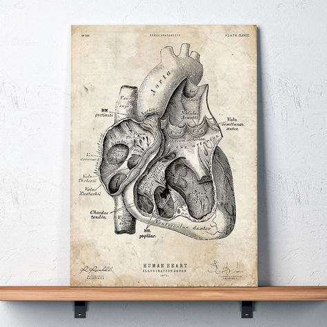 We have added a large batch of new heart anatomy prints!  Swipe to see more  #heart #cardiosurgeon #cardiac #heartanatomy #anatomicalart… Heart And Lungs Anatomy, Lungs Drawing, Lungs Anatomy, Lungs Art, Lung Anatomy, Male Figure Drawing, Heart Anatomy, Cabinet Medical, Human Body Anatomy