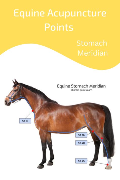 The Acupuncture Points of the Horse - Equine Stomach Meridian. #Acupressure #acupuncture #horse #equine #veterinary Stomach Meridian, Acupressure Chart, Equine Massage Therapy, Acupuncture Charts, Equine Acupressure, Horse Massage, Equine Massage, Equine Veterinary, Equine Therapy