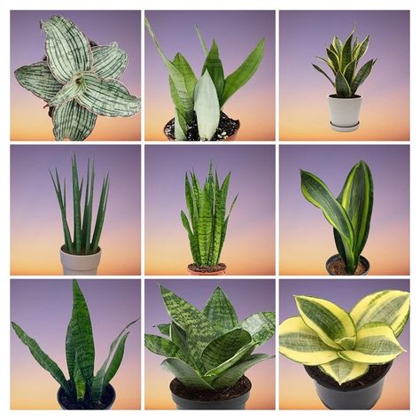 19 Types of Snake Plants Varieties with Names and Pictures Snake Plants Indoor, Snake Plant Types, Sansivera Types, Sansevieria Plant Types, Snake Plant Varieties Chart, Types Of Snake Plants, Different Types Of Snake Plants, Zeylanica Snake Plant, Lucky Bamboo Care