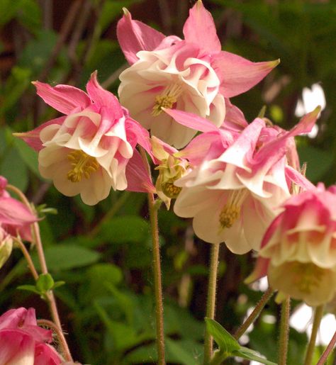 Pink Columbine Pink Petticoat Columbine Flower, Pink Columbine Flower, Pretty Flowers Pictures, Columbine Flower, Nothing But Flowers, Flower Therapy, Nature Plants, Pretty Plants, Garden Trees