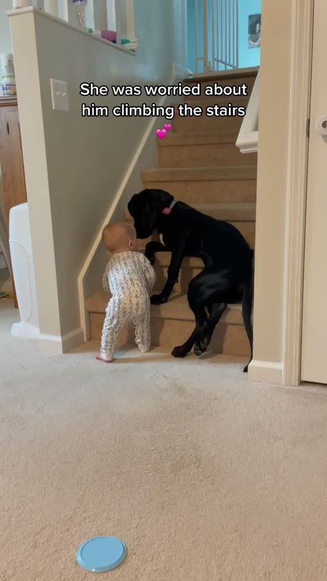 Nanny Dog, Dane Puppies, Cute Funny Babies, Baby Animals Funny, Cute Funny Dogs, Cute Animal Videos, Sweet Animals, Dog Gifs, Funny Animal Pictures