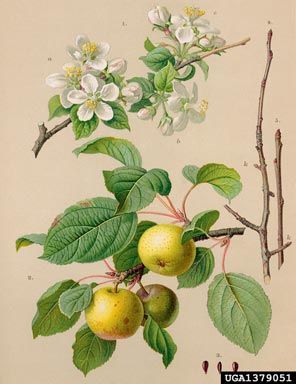 Malus sylvestris, European Crab Apple Crab Apple Tattoo, Crab Apple Illustration, Bramble Bush Illustration, Malus Sylvestris, Crab Apple Flower, Berries Botanical Illustration, Raspberry Botanical Illustration, Apple Blossom Botanical Illustration, Bach Flowers