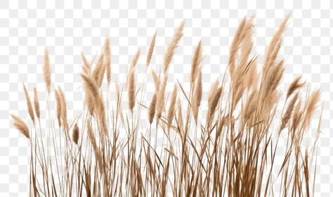 Wheat Border Design, Wheat Background Wallpapers, Wheat Plant Illustration, Windy Grass Field, Fashion Editorial Layout, Grass Background, Grass Field, Wheat Grass, Tall Plants