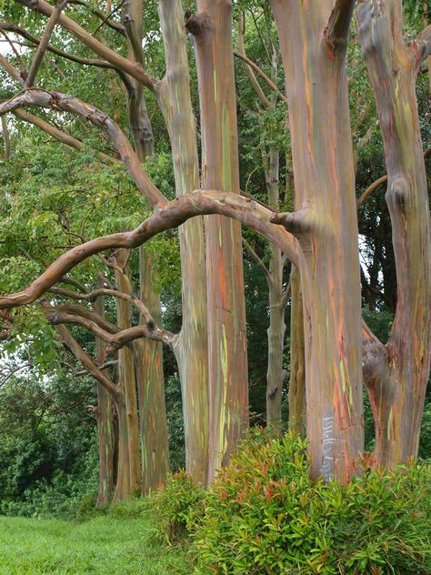 Eucalyptus Forest, Rainbow Eucalyptus, Dream Plants, Forest Photography, National Forest, Tree Art, Permaculture, Tree Painting, Driveway