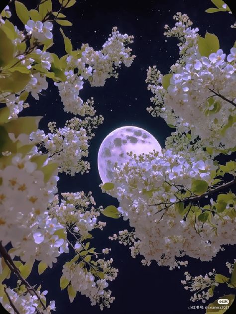 Full Moon Pictures, Moon Beauty, Cherry Blossom Wallpaper, Surreal Photos, Midnight Garden, Night Flowers, Moon Pictures, Moon Garden, Night Scenery