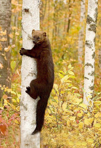 Fisher Animal, Carnivorous Animals, Fisher Cat, Animal Guides, List Of Animals, Nocturnal Animals, Curious Creatures, Animal Alphabet, Animal Games