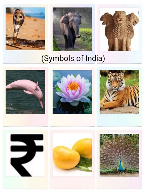 Ok let me speak about some unknown symbols of India 🙂 1) National reptile of India:- King Cobra 2) National heritage animal of India:- Elephant 3) National Aquatic animal of India:- Dolphin 4) National vegetable of India:- Pumpkin Happy Reading 🇮🇳🇮🇳 Aquatic Animal, Fun Worksheets For Kids, National Animal, King Cobra, National Symbols, Fun Worksheets, Aquatic Animals, Happy Reading, Food Animals