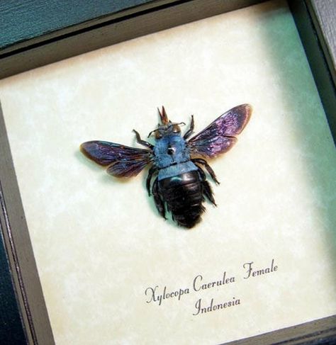 Blue Carpenter Bee Blue Carpenter Bee, Insects Names, Framed Butterflies, Taxidermy Display, Framed Insect, Insect Taxidermy, Carpenter Bee, Bee Painting, Taxidermy Art