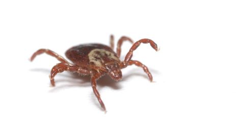 Deer Ticks, Tick Prevention, Termite Control, Bed Bug, Mother Earth News, Pest Control Services, Flea And Tick, Pest Control, Ticks