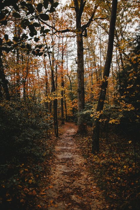 Tree, woodland, forest and path HD photo by Will Swann (@wlll) on Unsplash Between Two Worlds, Iphone Wallpaper Fall, Autumn Magic, Autumn Scenery, Fall Pictures, Best Seasons, Autumn Cozy, Autumn Aesthetic, Fall Wallpaper