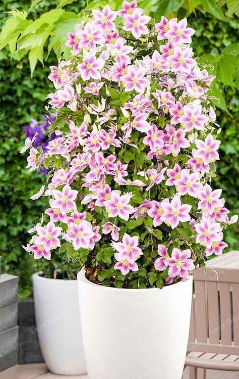 Clematis Bonsai Clematis Vine Trellis, Evergreen Clematis, Clematis Care, Clematis Trellis, Clematis Varieties, Climbing Clematis, White Clematis, Sweet Autumn Clematis, Autumn Clematis