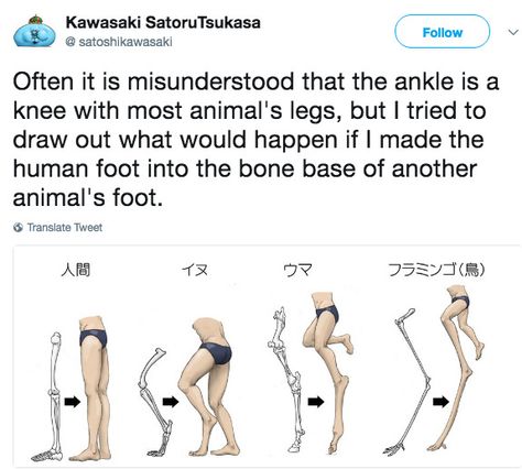 Lol @Rachel Digilegs Drawing, Original Species Humanoid, Fantasy Species Humanoid, Legs Reference, Cursed Art, Cursed Drawing Ideas, Cassandra Calin, Bone Structure, Anatomy Reference