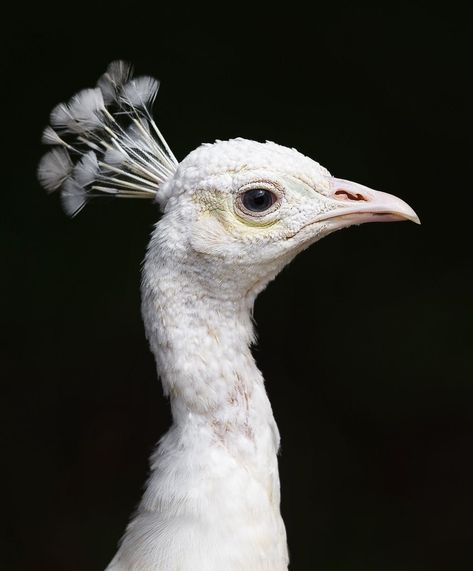 White Peacock Art, Peacock Human Hybrid, White Peacock Aesthetic, White Bird Aesthetic, Peacock Reference, White Peacock Painting, Peacock Aesthetic, Peacock Portrait, Female Peacock