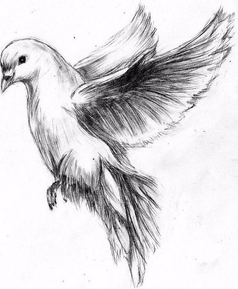 Dove Sketches, Dove Drawing, Dove Tattoo, Bird Sketch, Bird Flying, Memorial Tattoos, Birds Tattoo, Quick Sketch, Bird Drawings