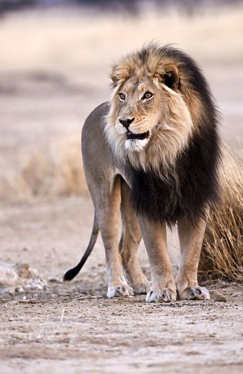 Hugo (Alessandro) ⚓️ on Twitter: "The king #photos #animals #lion… " Lion Sketch, Lion Photography, Wild Lion, Lions Photos, King Lion, Lion Love, Lion Images, Male Lion, African Lion