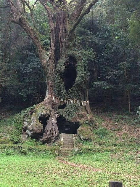 Cool Places In The World, Forest Throne, Carpathian Forest, Forest Life, Magic Nature, Sacred Tree, Magical Places, Nature Aesthetic, Pretty Places