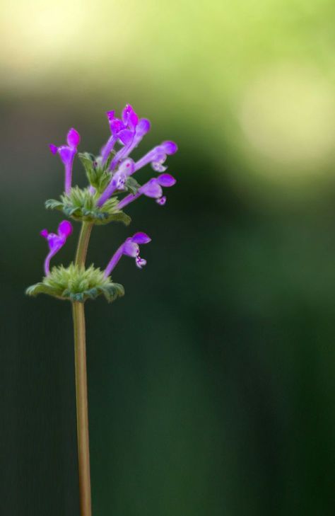 9 Ways to Use Henbit Dead Nettle in Witchcraft - Moody Moons Herbal Witch, Witch Herbs, Harvesting Herbs, Green Witchcraft, Spilled Wine, Magical Herbs, Spring Roses, Cocktail Book, Money Magic