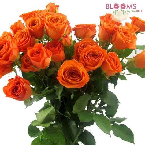 Spray Rose Orange Diy Floral Arrangements, Plan Checklist, Paper Flower Decor, Floral Arrangements Diy, Wedding Plan, Rose Orange, Flower Care, Orange Roses, Fresh Cut Flowers