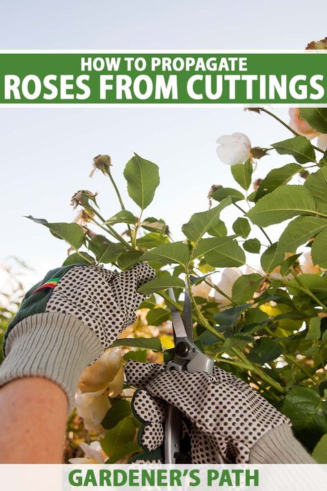 Propagate Roses From Cuttings, Roses From Cuttings, Propagate Roses, Backyard Hacks, Propagating Roses, Homestead Gardening, Drift Roses, Rooting Roses, Rose Cuttings