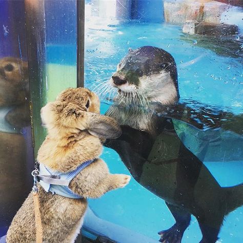 Otter, meet bunny - January 17, 2018 Sea Bunnies, Sea Bunny, Otters In Water, Swimming Otter, Otter Swimming, Sea Otter Swimming, Sea Otter Swimming Underwater, Otters Cute, Baby Otters