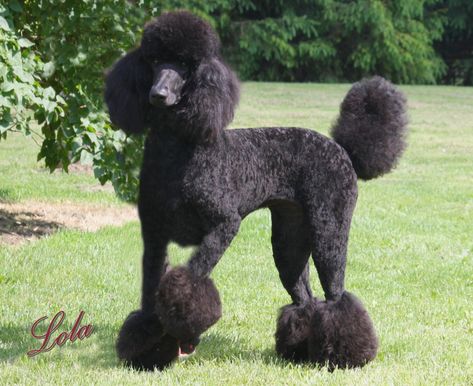 standard poodles | Countryside Standard Poodles of Michigan » Referrals Standard Poodle Cuts, Standard Poodle Haircuts, Anjing Poodle, Black Standard Poodle, Poodle Haircut, Poodle Cuts, Black Poodle, Pretty Poodles, Puppy Cut