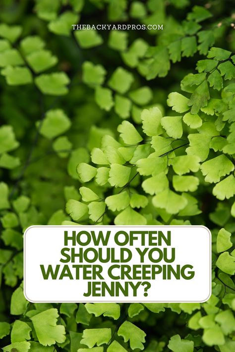 Unlock the secrets to lush, thriving Creeping Jenny plants with our watering guide! Discover the perfect balance between hydration and care, ensuring your garden dazzles with vibrant greenery all year round. 🌿💧 #CreepingJenny #GardeningTips #PlantCare Creeping Jenny Landscaping, Creeping Jenny Hanging Basket, Creeping Jenny Care, Creeping Jenny Container, Creeping Jenny Ground Cover, Creeping Jenny Plant, Jenny Green, Garden Perennials, Metal Trellis