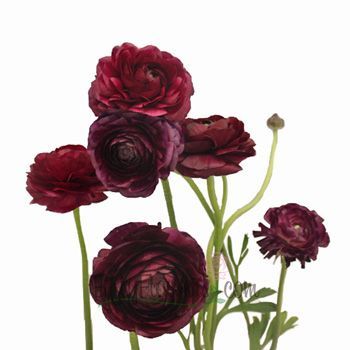 Burgundy Flowers on Pinterest | Flower Girl Dresses, Flower Girls ... Making Plant Pots, Ranunculus Flowers, Burgundy Flowers, Fresh Cut Flowers, Burgundy Wine, Burgundy Wedding, Ranunculus, Types Of Flowers, Color Of The Year