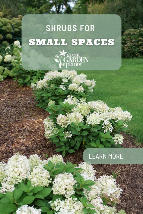 shrubs come in all shapes and sizes, and many shrub varieties can thrive in small gardens, urban areas, or even when planted in pots! Gardeners with limited space don’t have to sacrifice shrubs they love when these space-savers are available. From sturdy hydrangea shrubs to towering arborvitae trees, we carry a selection of plants that fit your unique landscape needs. Fill small spaces in the garden with shrubs that make a statement! Easy Care Landscaping, Landscaping Ideas For Small Front Yard, Shrub Landscaping, Small Boxwood Shrubs, Small Shrubs In Front Of House, Weigela Shrub Landscaping, Shrub Garden, Shade Landscaping Front Yard, Shade Loving Trees And Shrubs