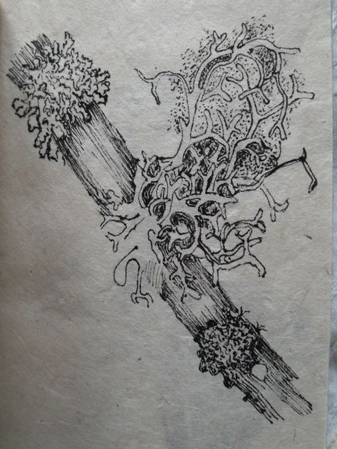 How To Draw Moss, Lichen Tattoo, Drawing Moss, Moss Sketch, Lichen Drawing, Moss Tattoo, Moss Drawing, Mold Drawing, Fungi Art