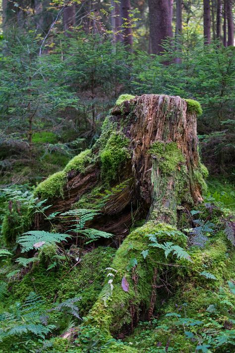 Tree Stump Photography, Tree Photo Reference, Forest Floor Photography, Mossy Stump, Mossy Log, Forest Foliage, Deciduous Forest, Nature Reference, Old Forest