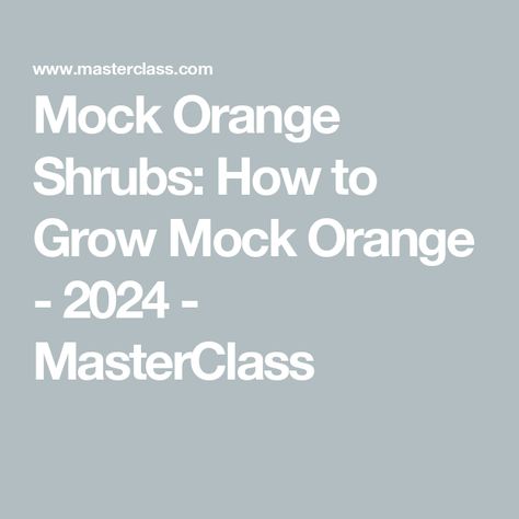 Mock Orange Shrubs: How to Grow Mock Orange - 2024 - MasterClass Mock Orange Bush, Mock Orange Shrub, Drought Tolerant Shrubs, Mock Orange, Orange Plant, Rooting Hormone, Powdery Mildew, Attract Pollinators, Neem Oil