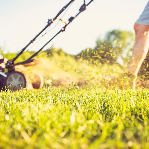 How to Keep Grass Green and Achieve a Healthy Lawn Lawn Care Business, Lawn Work, Lawn Fertilizer, Types Of Grass, Diy Lawn, Lawn Care Tips, Lawn Sprinklers, Healthy Lawn, Family Handyman