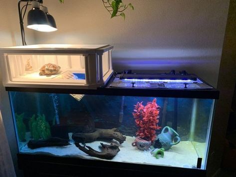 Indoor Turtle Tank, Large Turtle Tank Ideas, Turtle Tank Aesthetic, 55 Gallon Turtle Tank Ideas, Painted Turtle Tank Ideas, Aquatic Turtle Habitat Ideas Indoor, Turtle House Indoor, Water Turtle Tank Ideas, Turtle Habitat Ideas Indoor