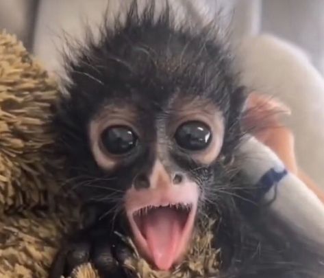 Drawing Monkey, Tattoo Spider, Spider Monkeys, Jewelry Animals, Spider Monkey, Animal World, Baby Monkey, Funny Animal Memes, Amazing Spider