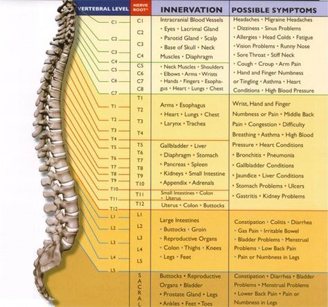 INNERVATION • • Scalp • Diaphragm • • Oren. • POSSIBLE SYMPTOMS • Migraine • • Had Colds • • • StiF • High Fir.er Pain • Mi Parotid Gland, Sinus Problems, Spinal Nerve, Heart And Lungs, Migraine Headaches, Basic Facts, Spinal Cord, Occupational Therapist, Vintage Office