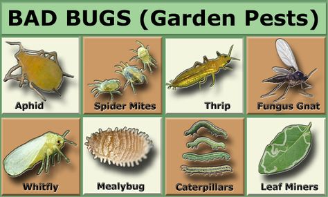 Does organic pest-free gardening sound like an unattainable dream? To many gardeners it might, but achieving organic pest control is all about the working ecosystem. If your garden is not an ecosystem and just lovely rows of weeded monoculture crops, the bad bugs tend to thrive and be more of a nuisance. I’ve written a long post... Aphid Control, Slugs In Garden, Organic Insecticide, Garden Critters, Bad Bugs, Organic Pesticide, Organic Pest Control, Japanese Beetles, Bees And Wasps