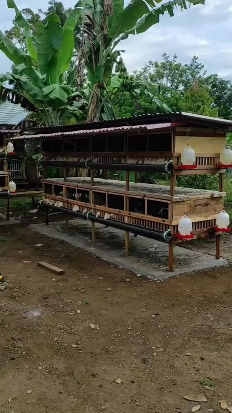 Poultry Farm Buildings, Backyard Chickens Diy, Reban Ayam, Chicken Coop Designs Diy, Como Plantar Pitaya, Poultry Farm Design, Farming Tips, Raising Turkeys, Chicken Coop Garden