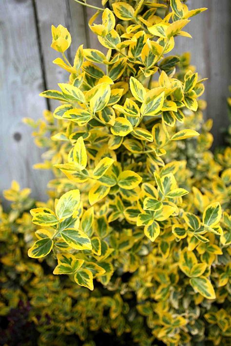 30 Shrubs That Grow in Shade Best Shrubs For Shade, Yellow Shrubs, Shade Loving Shrubs, Landscaping Shrubs, Shade Landscaping, Bushes And Shrubs, Shade Shrubs, Perennial Shrubs, Garden Shrubs