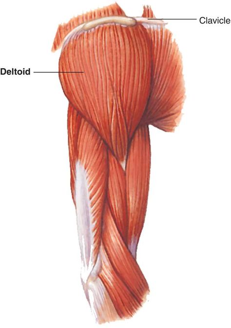 Deltoid Muscle Anatomy, Deltoid Drawing, Deltoid Muscle, Anatomy Sculpture, Muscle Anatomy, Shoulder Muscles, Anatomy Reference, Anatomy Art, Art Tutorial