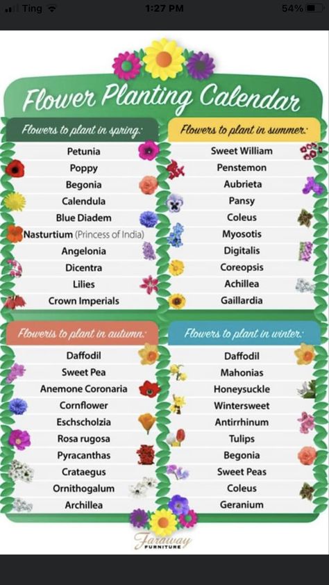 Gardening Guide, Flower Garden Accessories, Flowers To Plant In April, Flower Garden For Beginners, Beginner Gardening Flowers, Summer Gardening, When To Plant Flowers Chart, Flower Garden Beginner, Planting Flowers For Beginners