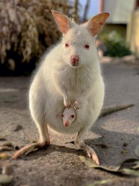 Albino Kangaroo, Albino Animals, In Nature, Kangaroo, A Man, Paint, Animals, Quick Saves, Nature