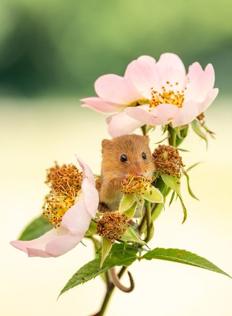 Harvest Mice In Flowers, Mice In Flowers, Mouse In Flower, Mouse With Flower, Harvest Mice, Dorset Uk, Harvest Mouse, Mouse Photos, Field Mouse